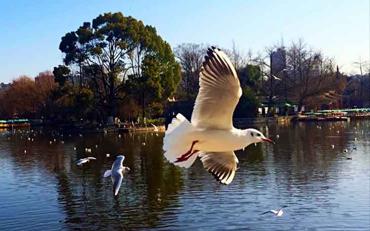 冬天去昆明哪里看海鷗？自從海鷗搬家來到昆明.jpg